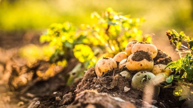 Potatoes in the field