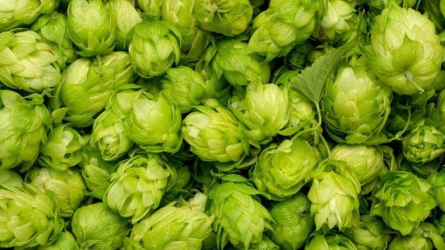 Hops clear green 640x360