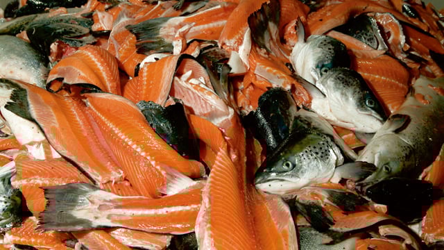 Fish processing 640x360