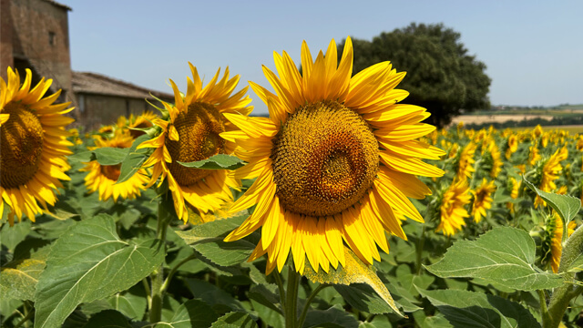 Ukraine sunflower 640x360