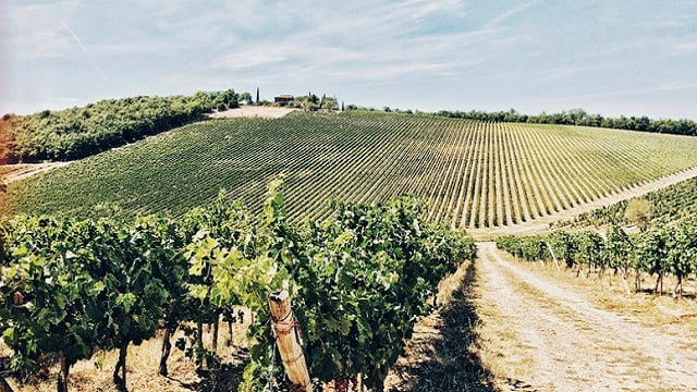 Grapeseed field 640x360