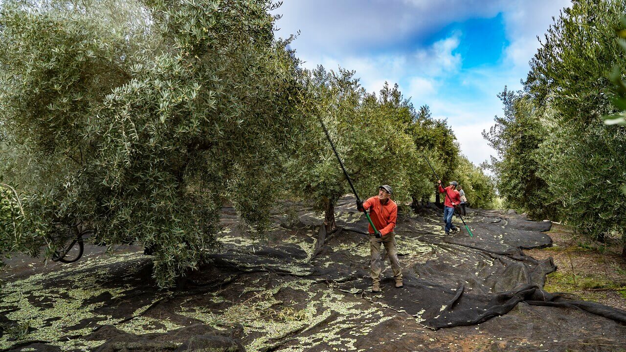 Small scale olive oil millers 1280x720